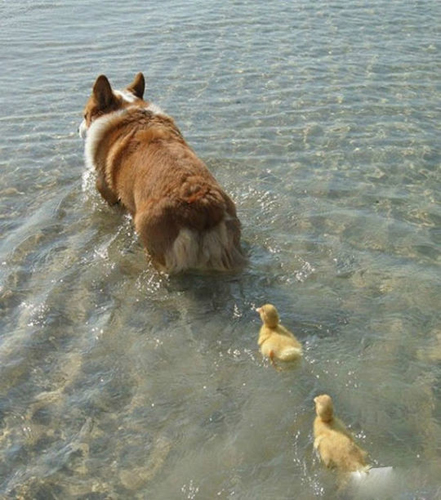 Funny dogs and babies talking  Pets 寵物護理 +紀念堂