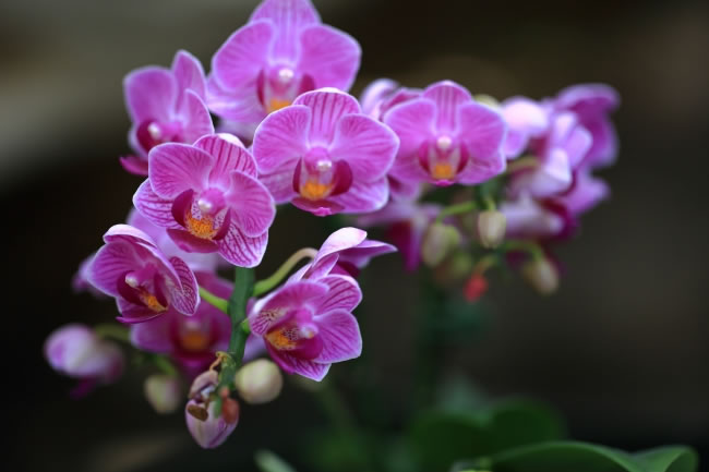 Lucky Peach Blossoms  Flowers花卉