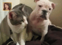   Puppies- cats小狗與猫