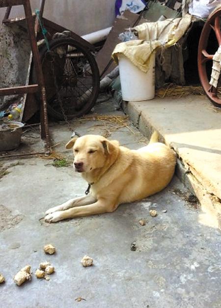 老人去世忠犬绝食11天  Pets 寵物護理 +紀念堂