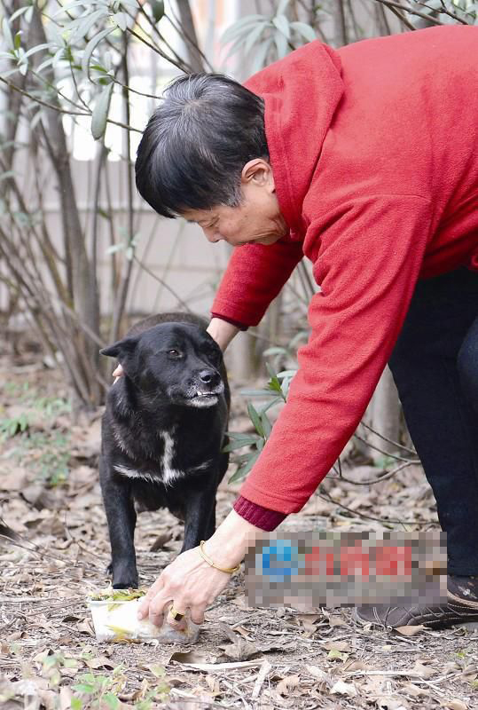 流浪狗生娃--“月子餐”  Pets 寵物護理 +紀念堂