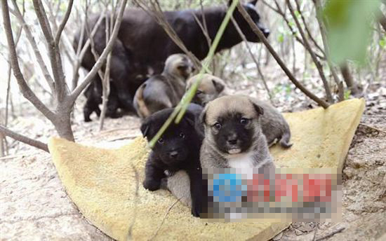 流浪狗生娃--“月子餐”  Pets 寵物護理 +紀念堂