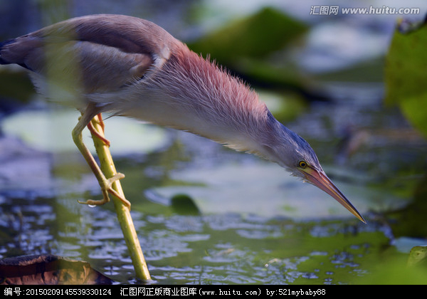   Birds 飛烏