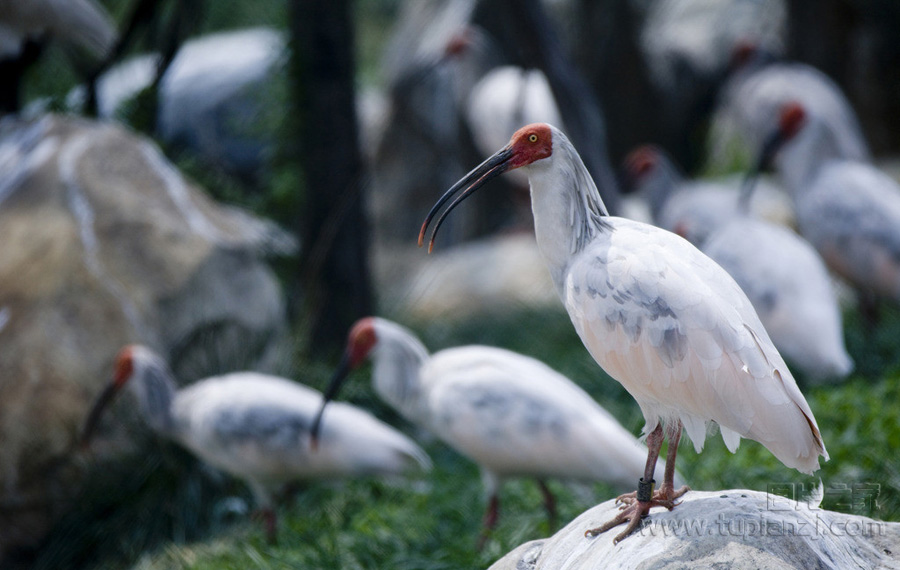狂野非洲之火烈鸟  Birds 飛烏