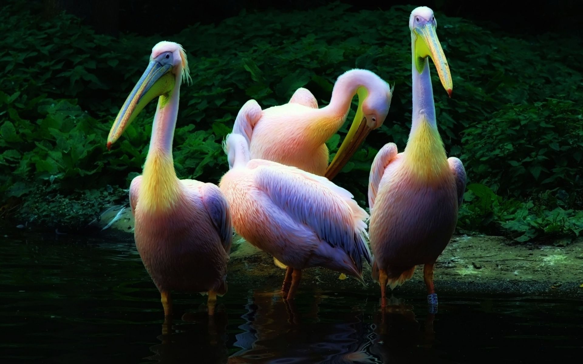   Birds 飛烏