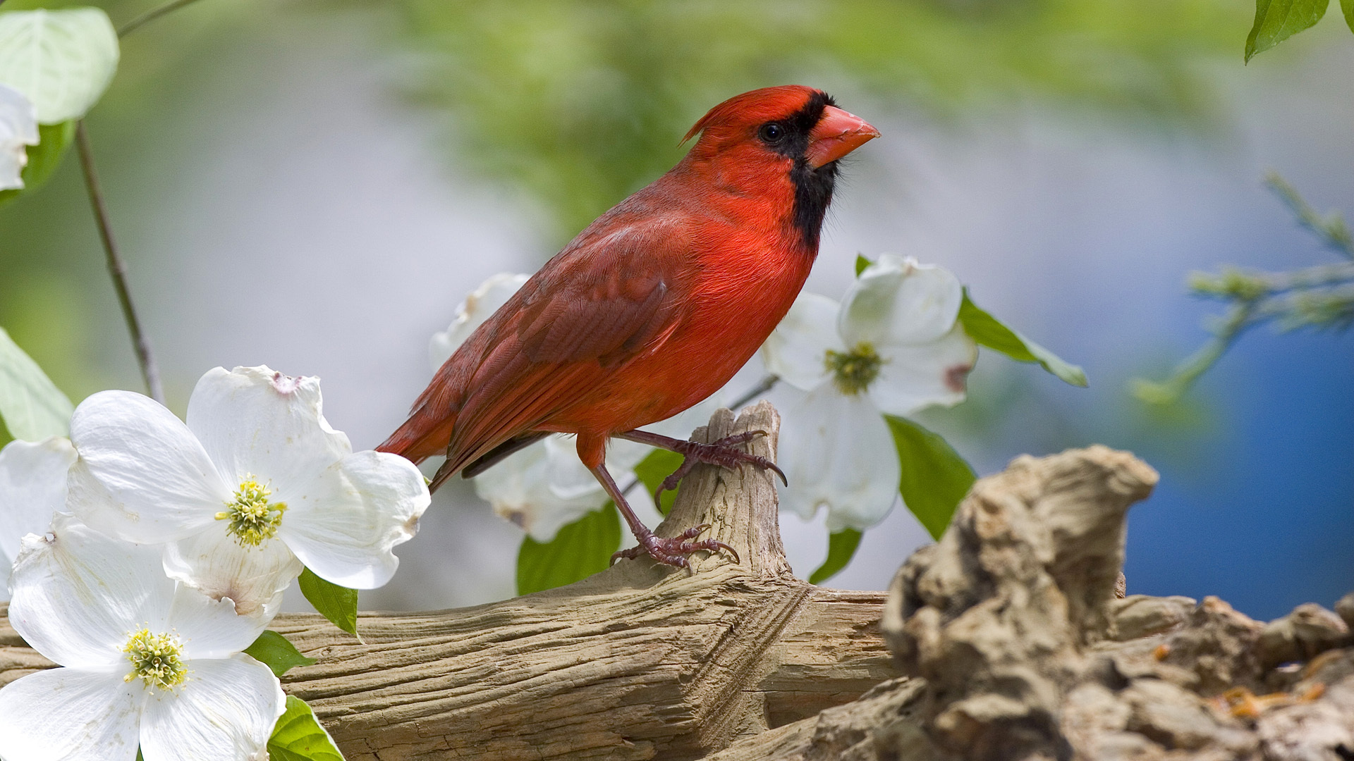 鳥捕食妙姿  Photography 攝影特區