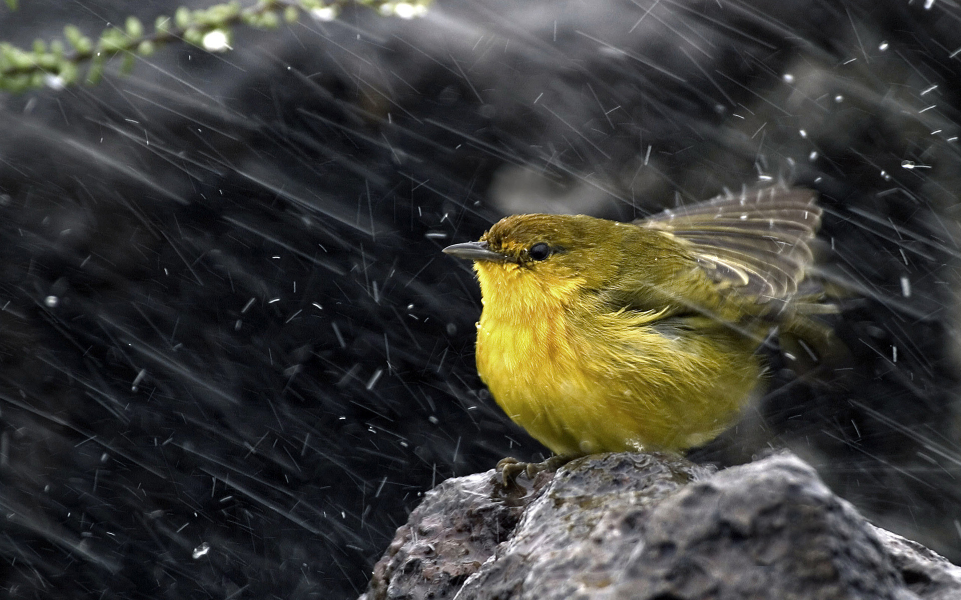 Birds  Photography 攝影特區