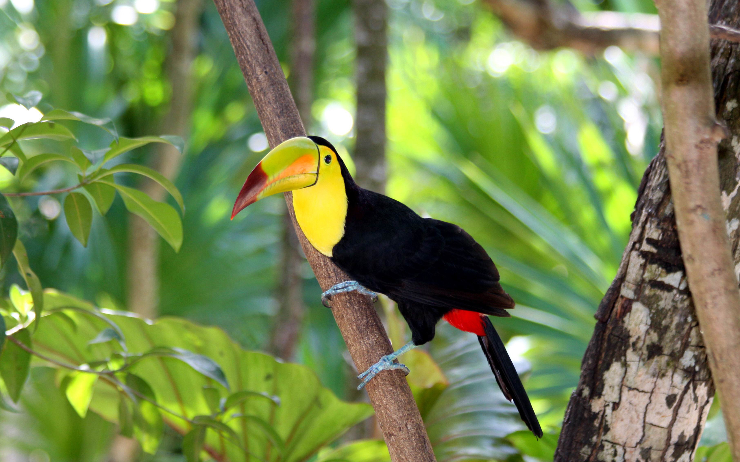 Birds  Photography 攝影特區