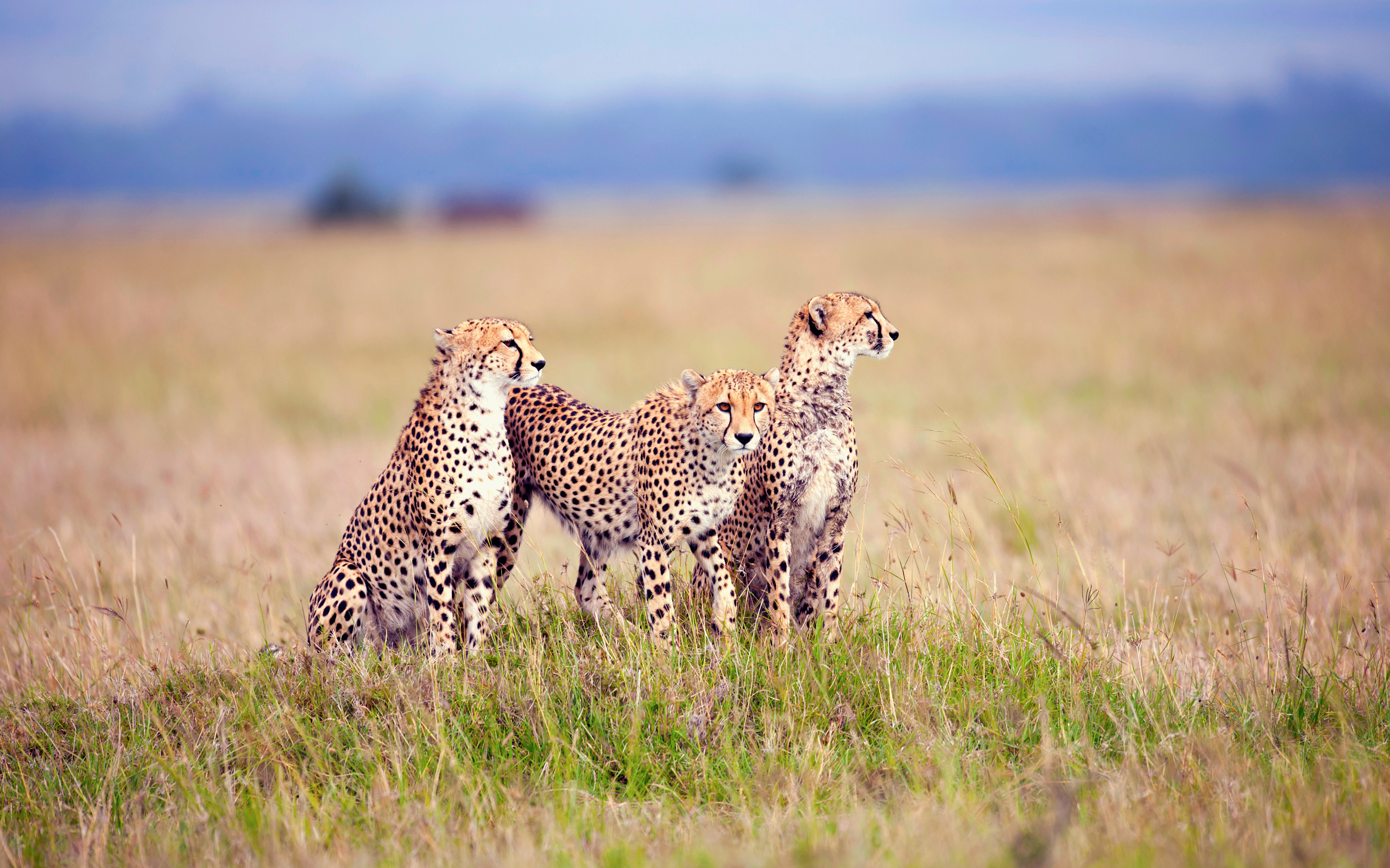   Wild animal 野生動物