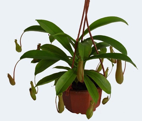 苹果猪笼草  Flowers花卉
