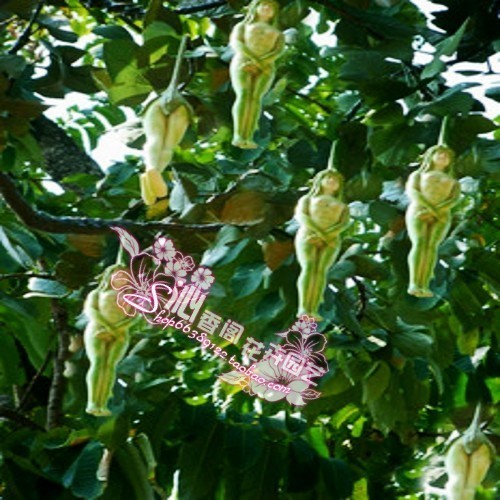 蛋树 - 人参果  Flowers花卉