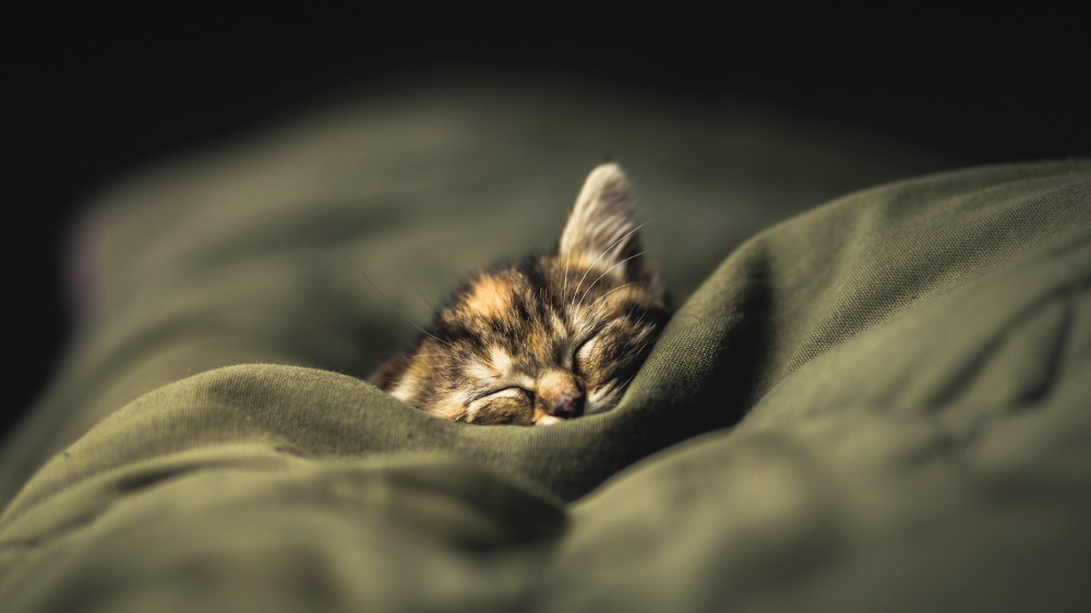 FUNNY CAT  Puppies- cats小狗與猫