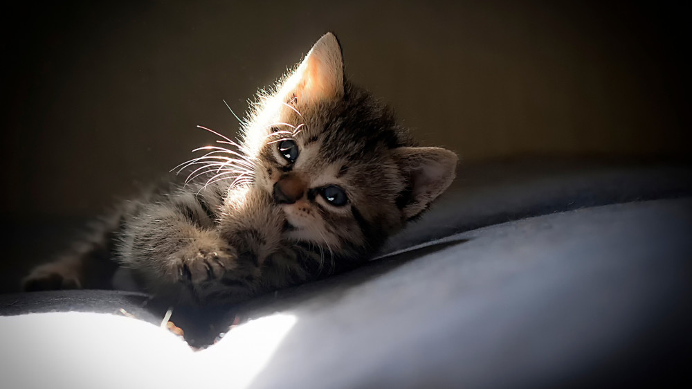 FUNNY CAT  Puppies- cats小狗與猫