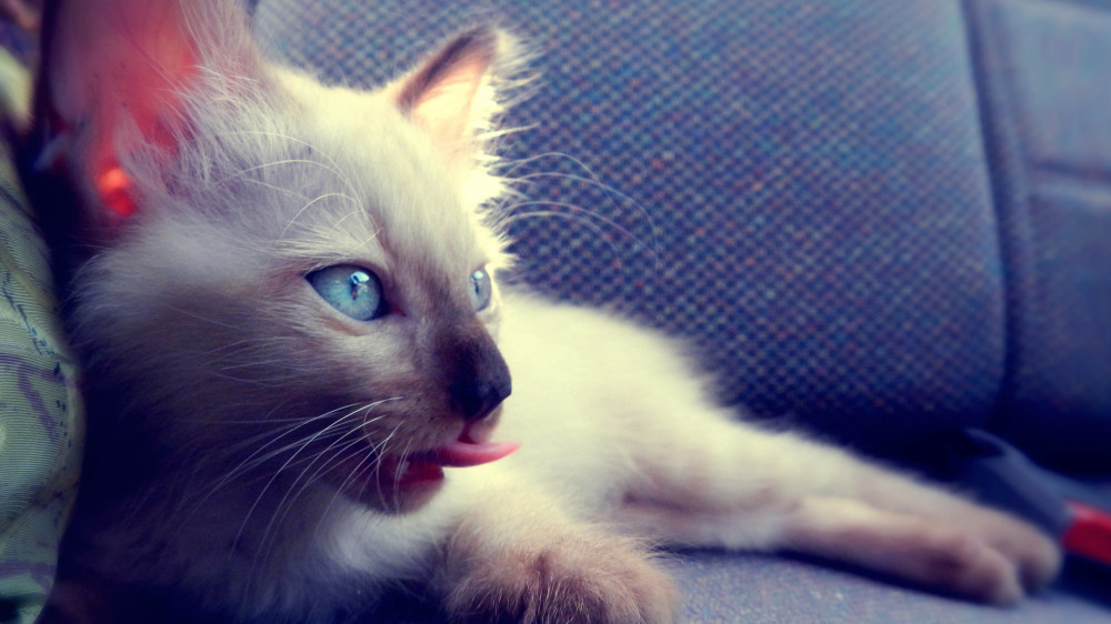 FUNNY CAT  Puppies- cats小狗與猫