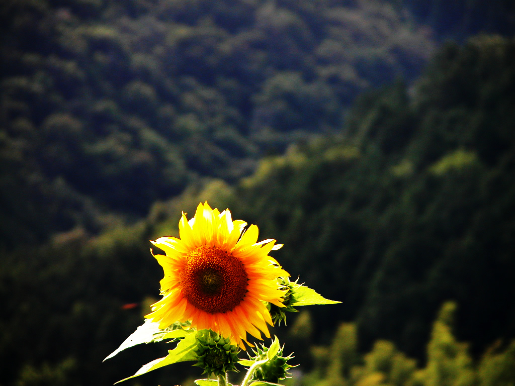 向日葵花高清  Flowers花卉