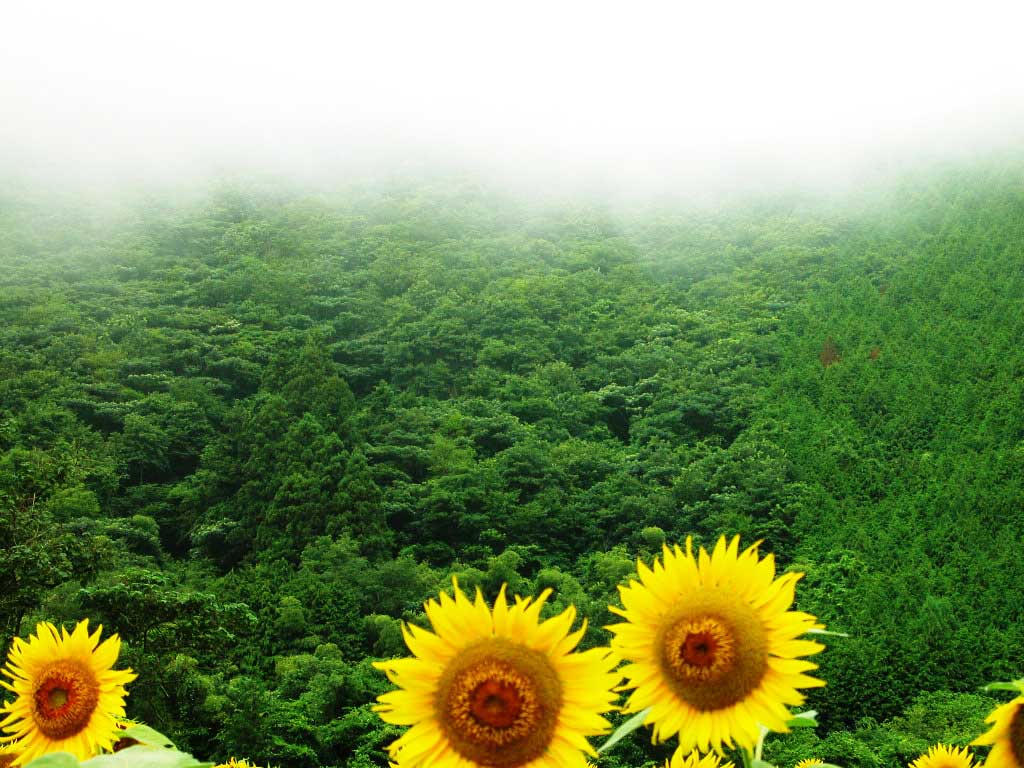向日葵花高清  Flowers花卉