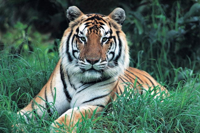 草丛野生老虎  Wild animal 野生動物