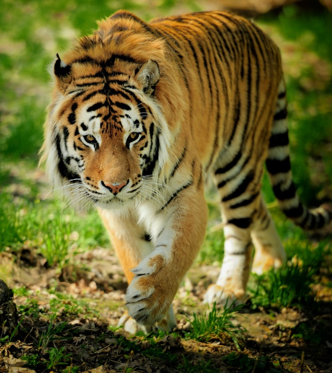 草丛野生老虎  Wild animal 野生動物