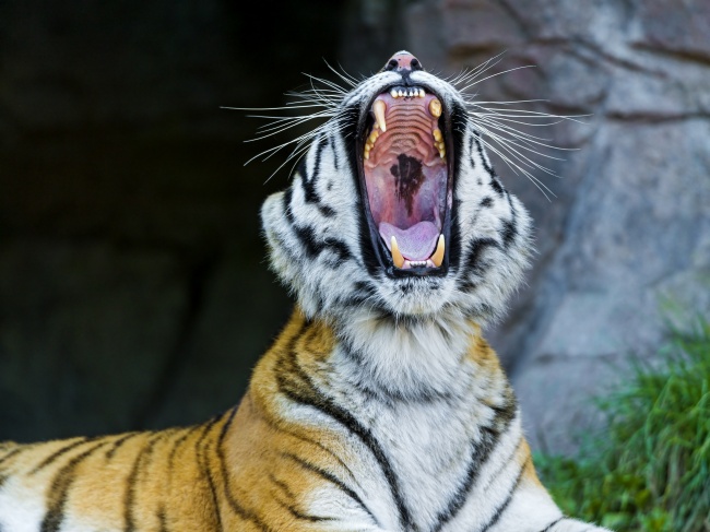 草丛野生老虎  Wild animal 野生動物