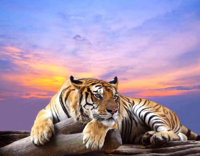 草丛野生老虎  Wild animal 野生動物