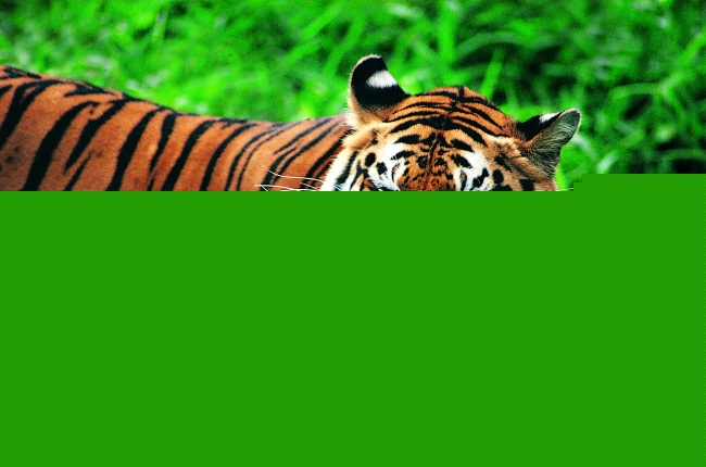 草丛野生老虎  Wild animal 野生動物