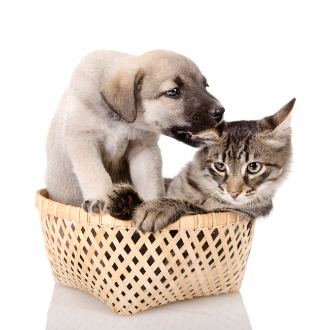 养宠物的人神经更过敏  Pets 寵物護理 +紀念堂