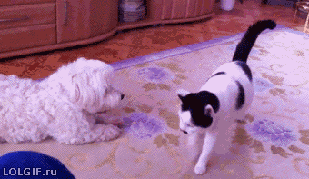 Dog : 是小明打破的 !  Pets 寵物護理 +紀念堂