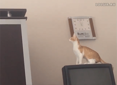 FUNNY CAT  Puppies- cats小狗與猫