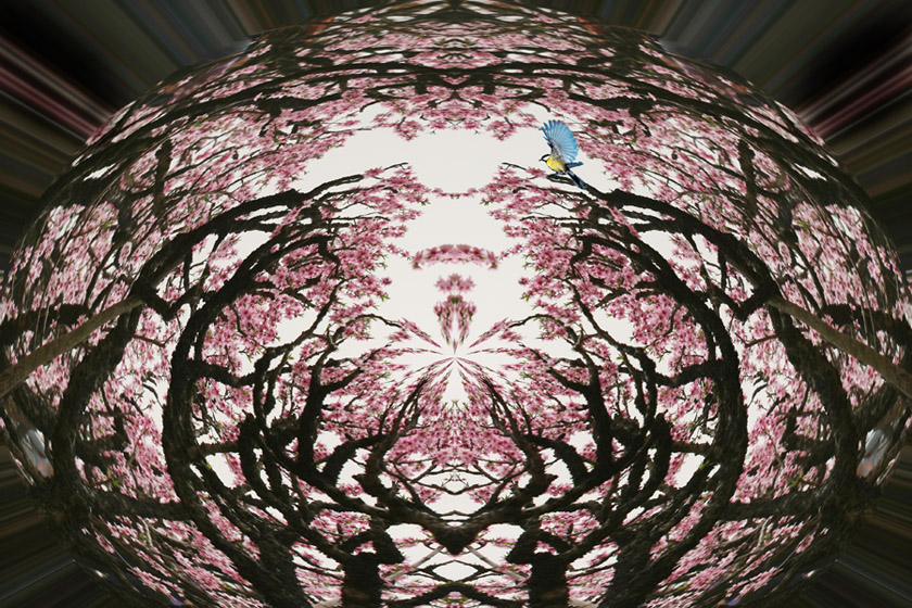   Flowers花卉