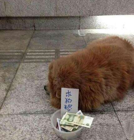   Pets 寵物護理 +紀念堂