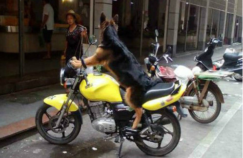 Dog : 過時上班啦 !  Puppies- cats小狗與猫