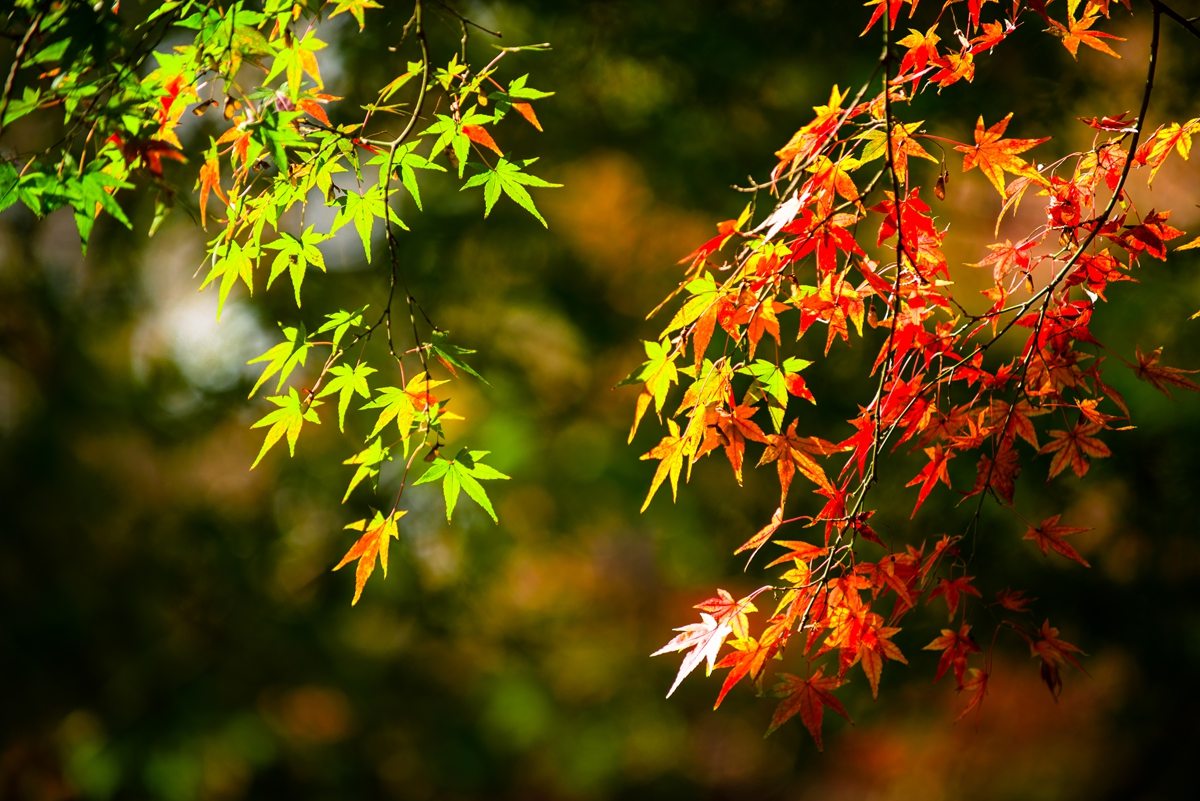    Landscape 山水湖林