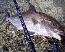 釣魚提竿的方法  教你釣魚/釣蟹法