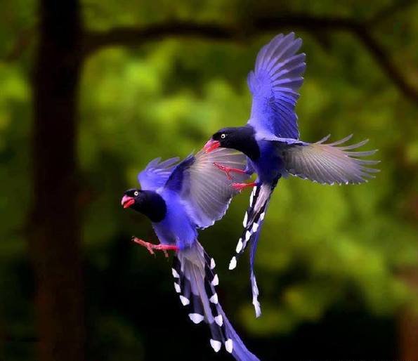 百鳥争鸣  Birds 飛烏