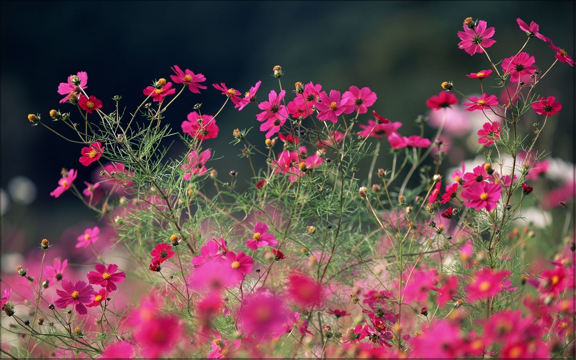 花香鳥鳴  Flowers花卉