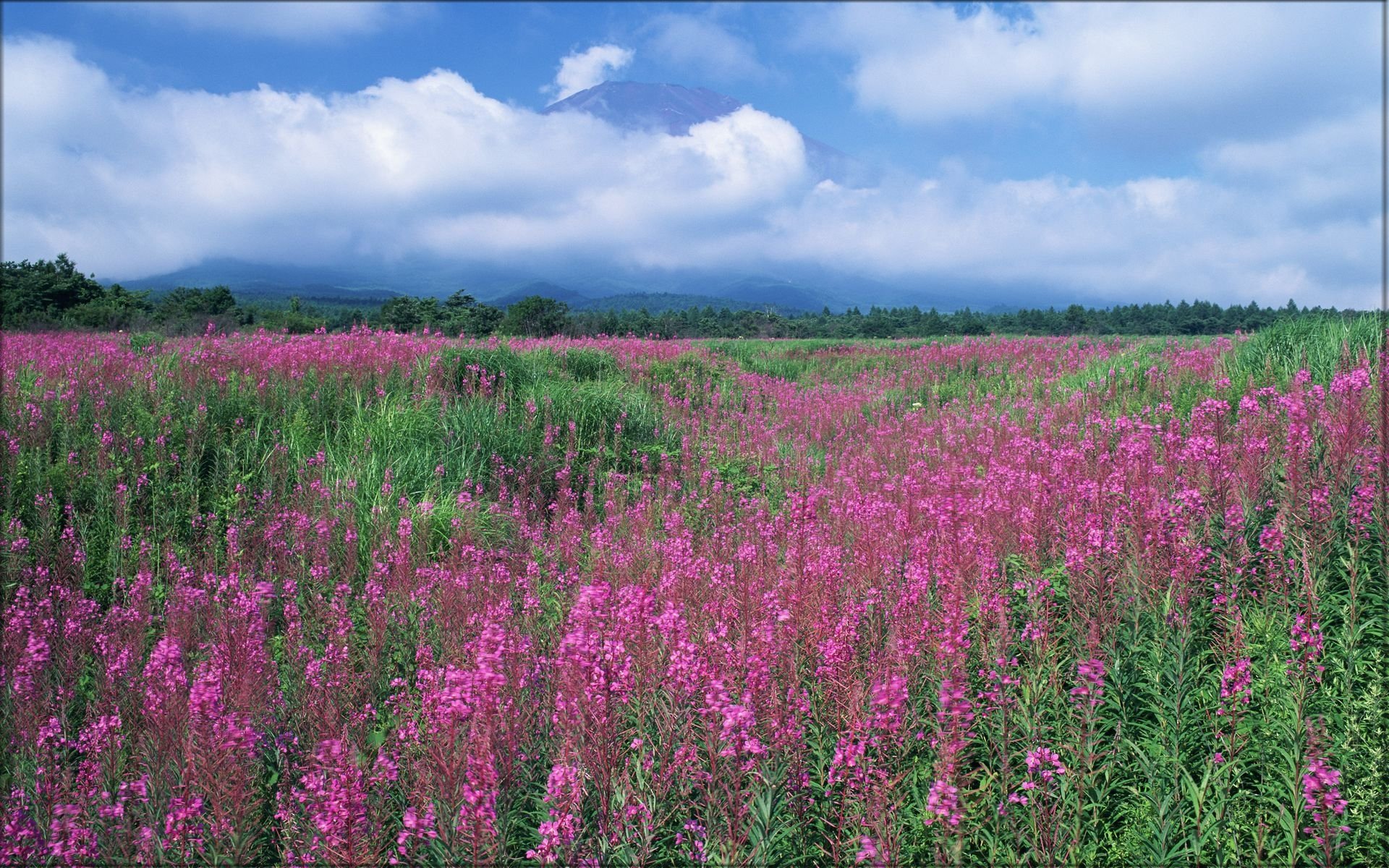 花香鳥鳴  Flowers花卉