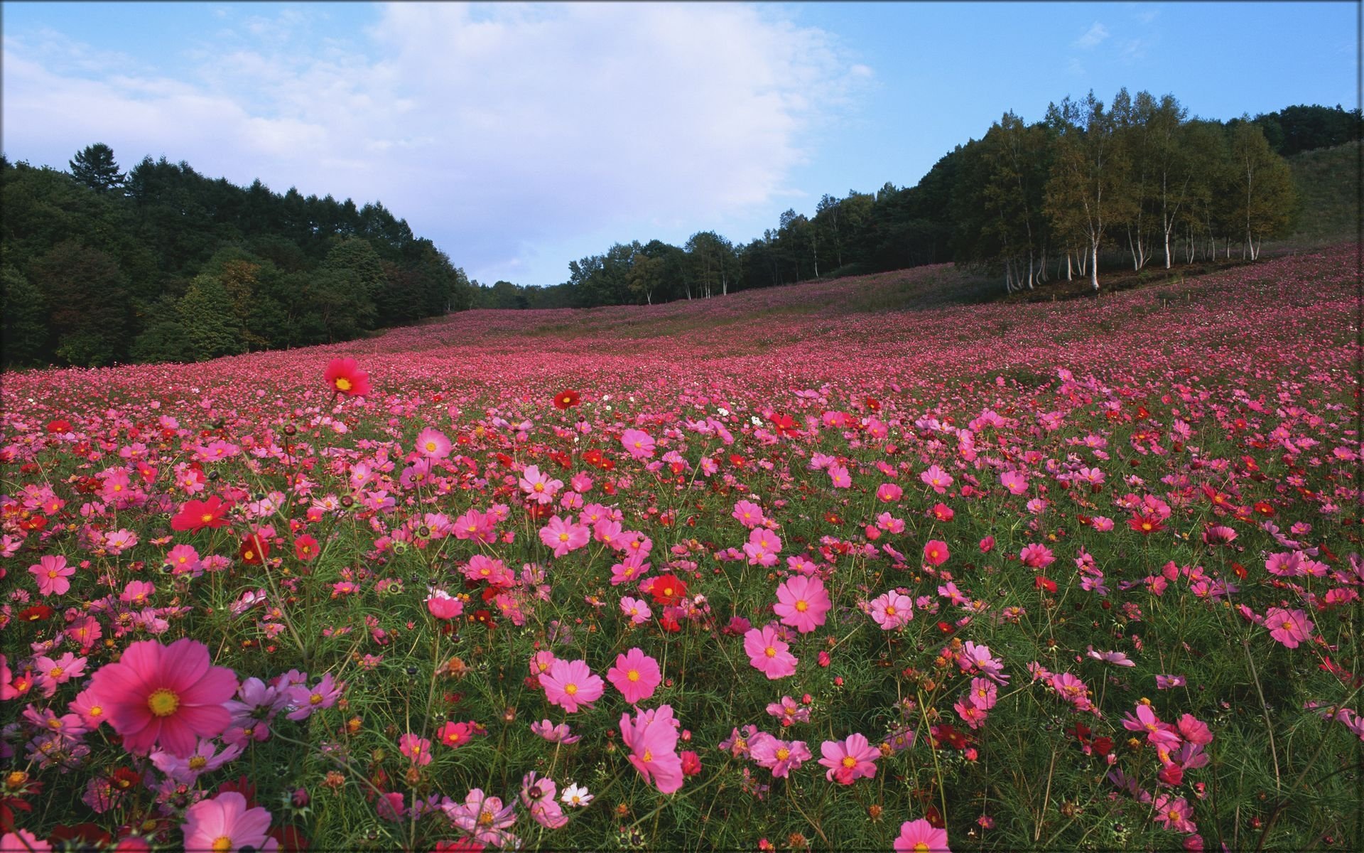 花香鳥鳴  Flowers花卉