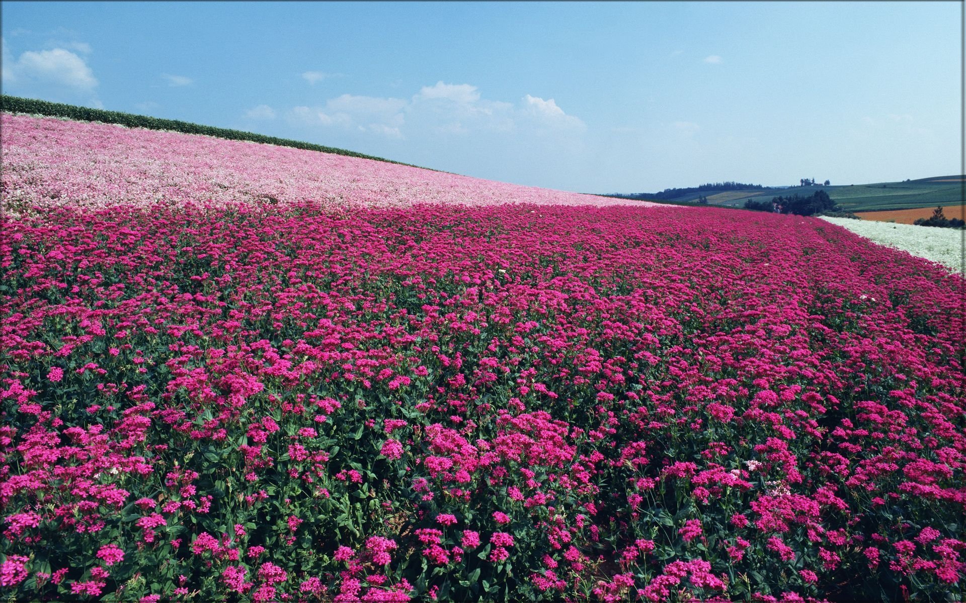 花香鳥鳴  Flowers花卉
