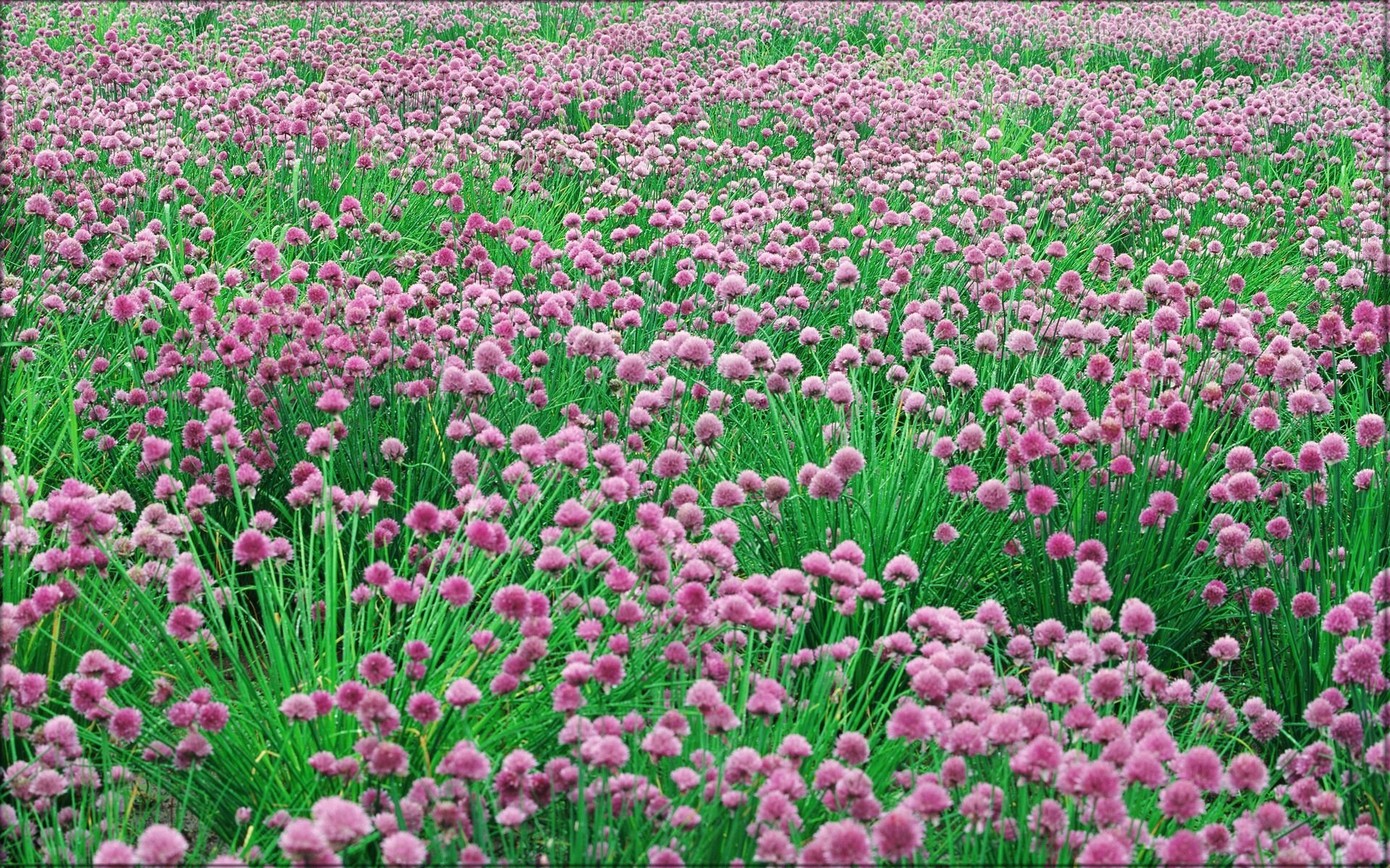 花香鳥鳴  Flowers花卉