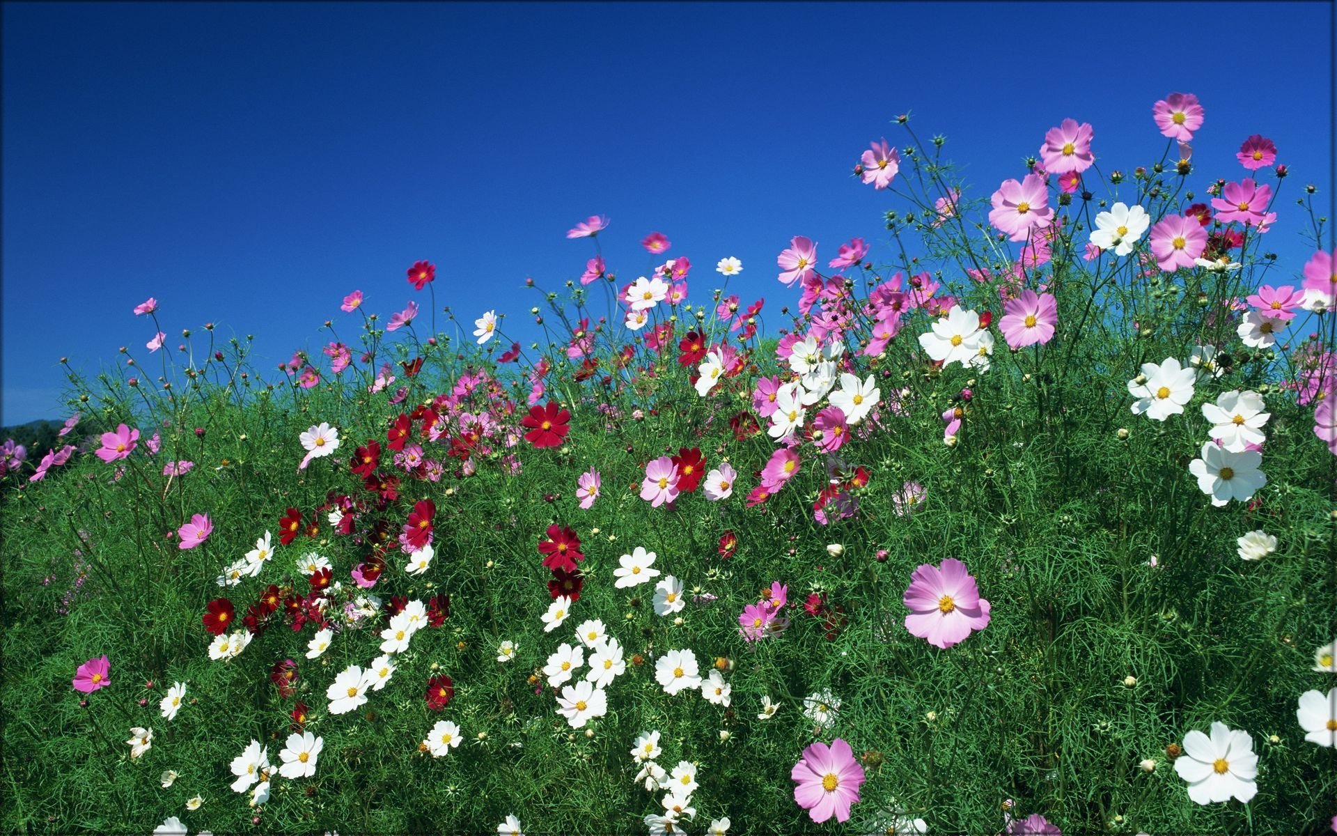 花香鳥鳴  Flowers花卉