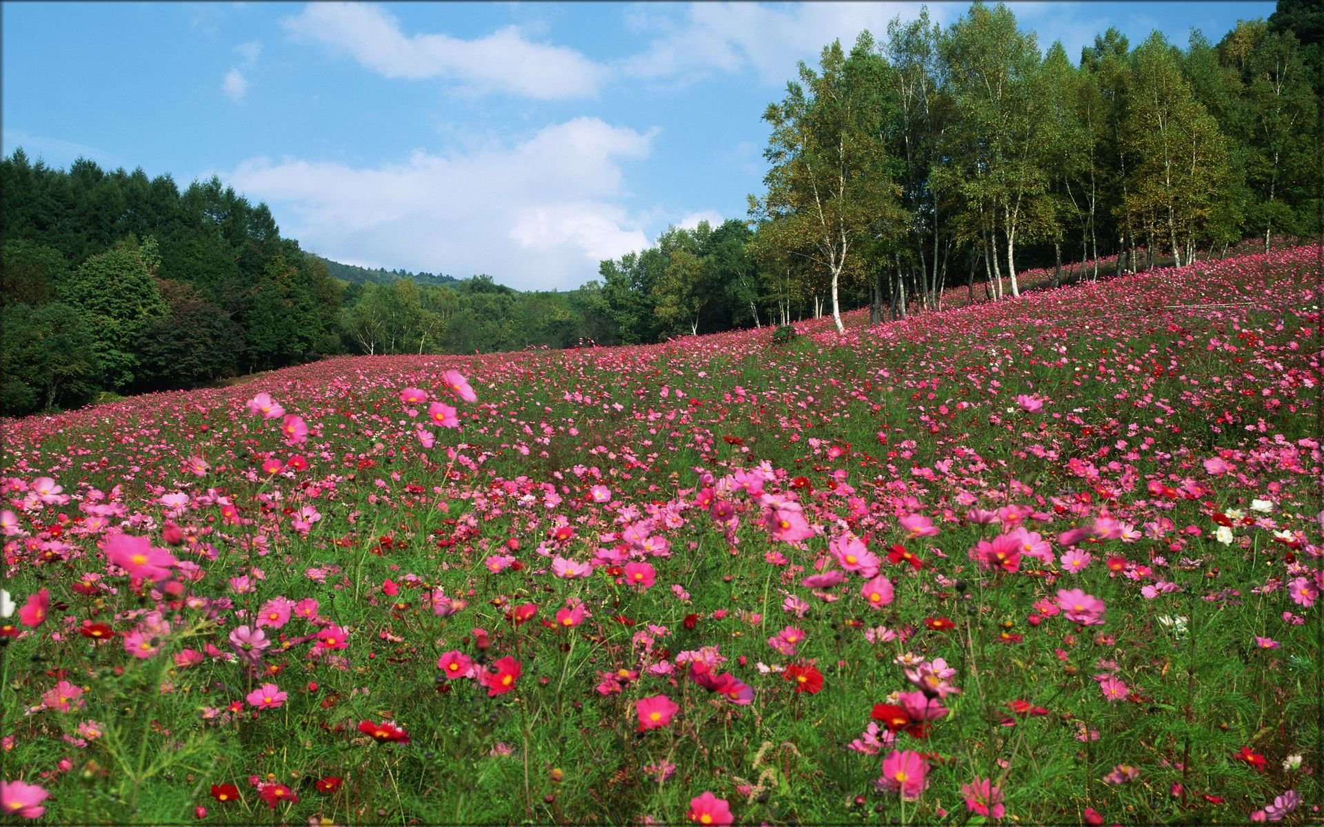花香鳥鳴  Flowers花卉