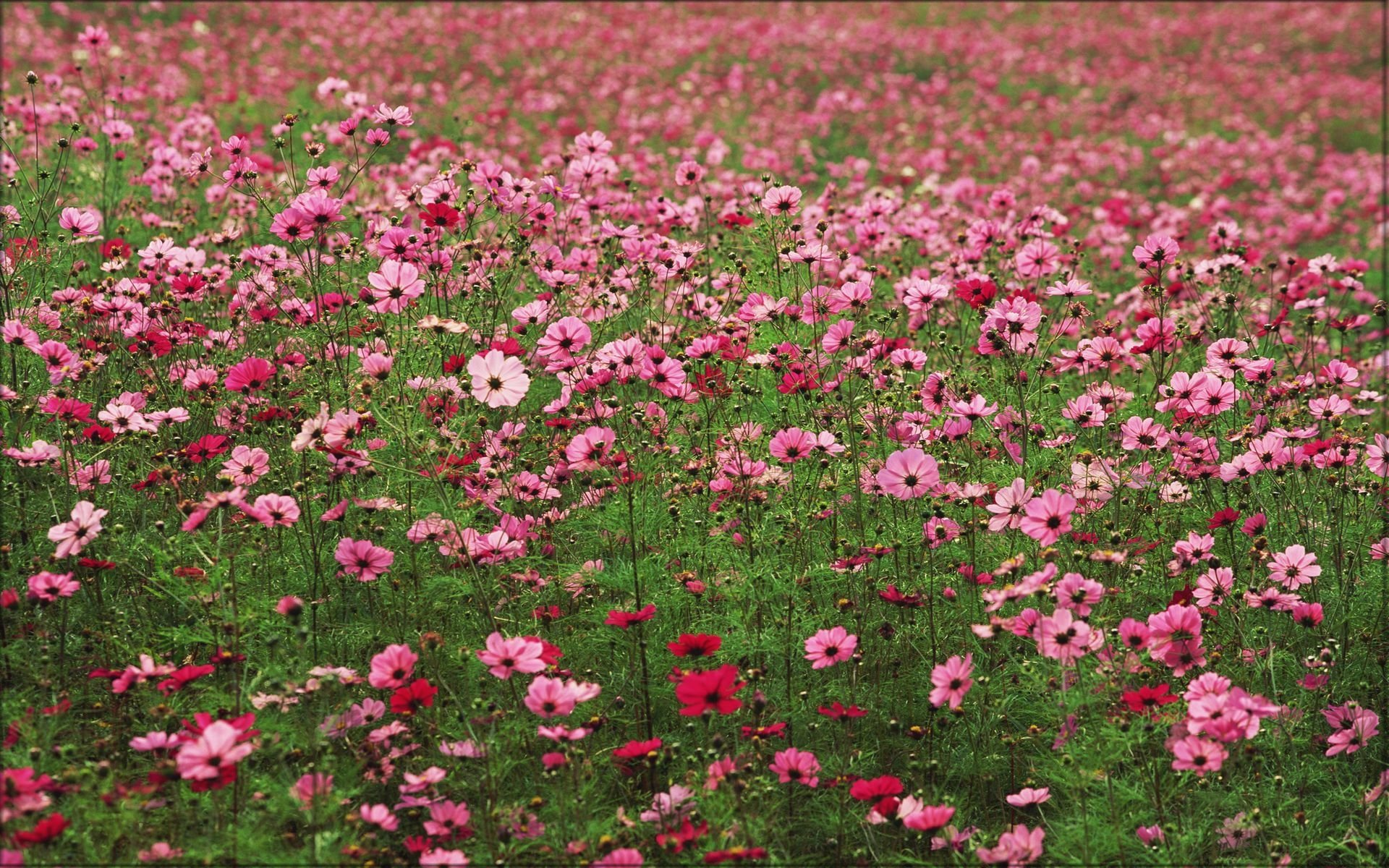 花香鳥鳴  Flowers花卉