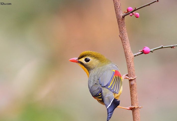 花香鳥鳴  Flowers花卉