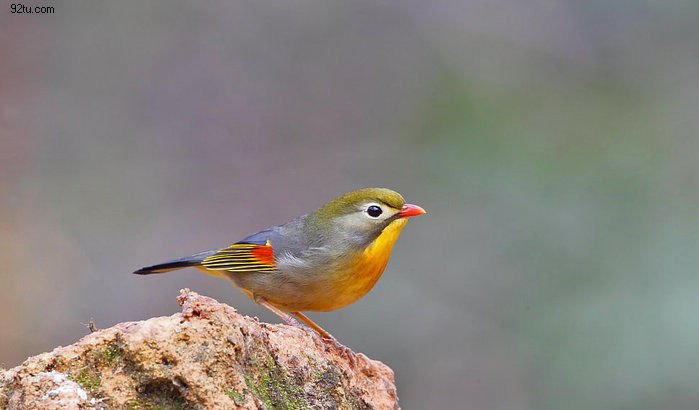 花香鳥鳴  Flowers花卉