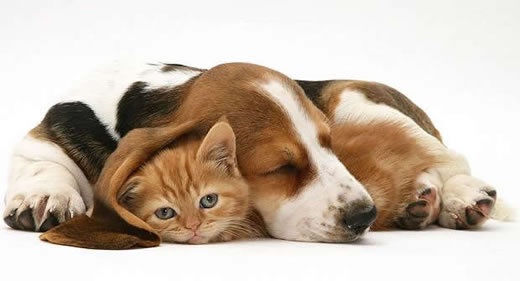 超萌的猫咪  Pets 寵物護理 +紀念堂