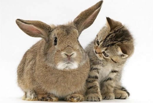 超萌的猫咪  Pets 寵物護理 +紀念堂