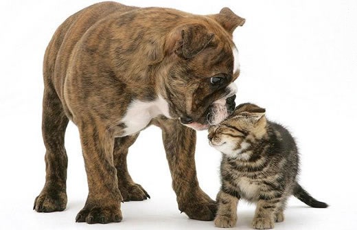 超萌的猫咪  Pets 寵物護理 +紀念堂