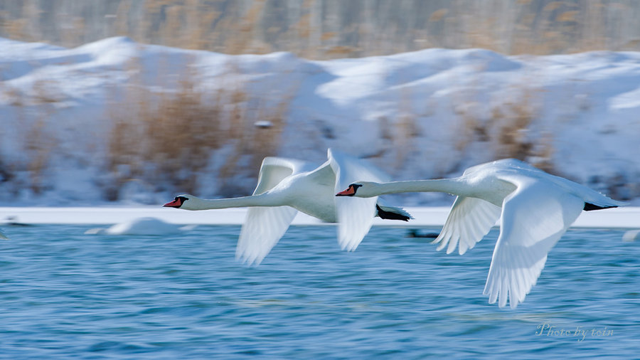 天鹅之舞  Birds 飛烏