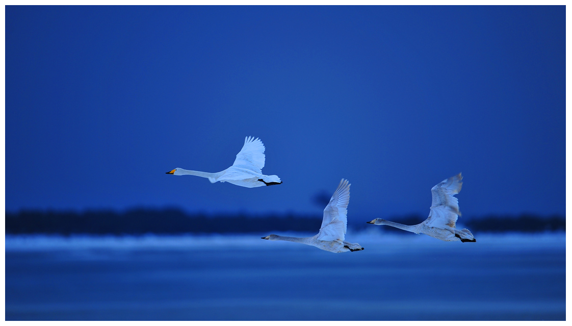   Birds 飛烏