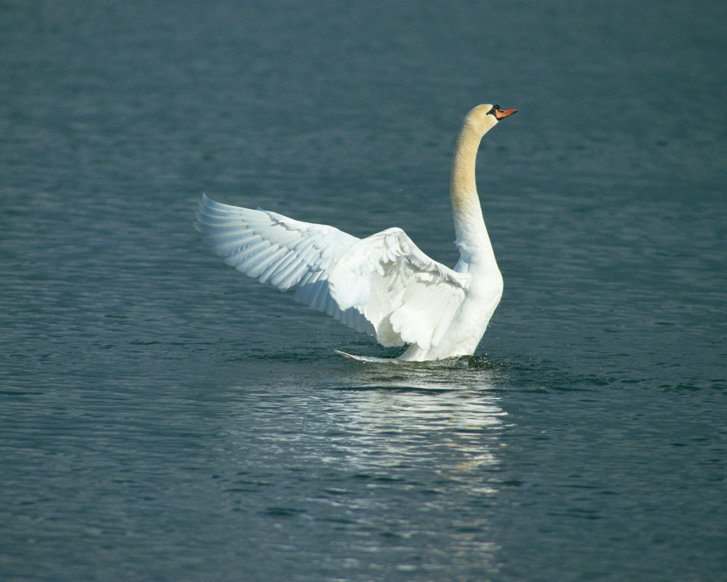   Birds 飛烏